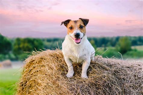 Farm dogs. Things To Know About Farm dogs. 